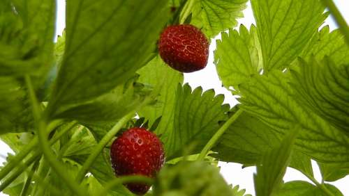Strawberries Berries Fruit Fruits Food Red
