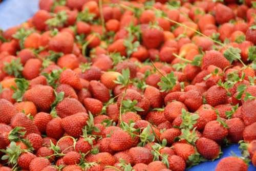 Strawberries Red Berries Fruits Fruit Fresh