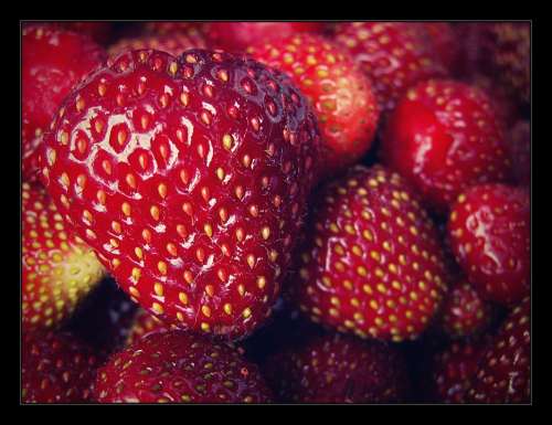 Strawberry Garden Red Fetus Macro Strawberries