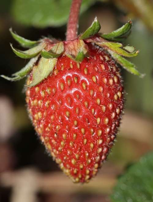 Strawberry Fragaria Food Garden Strawberry Sweet