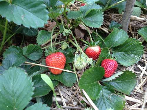 Strawberry Fruit Garden Nature Food Fresh Plant