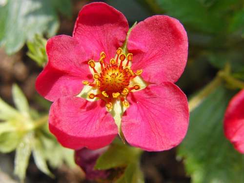 Strawberry Flower Red Spring Fruit Blossom Bloom