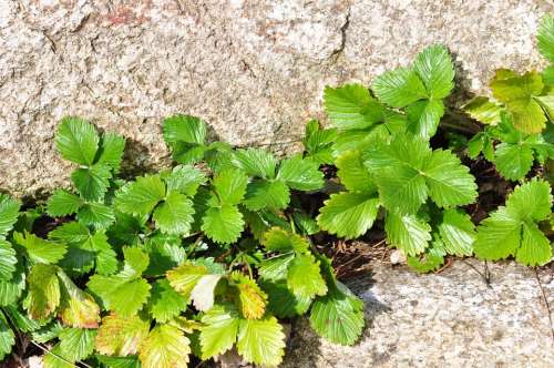Strawberry Leaves Green Stone Nature