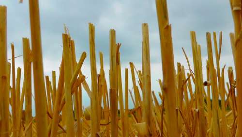 Straws Grain Wheat Field Cereals Arable Harvest