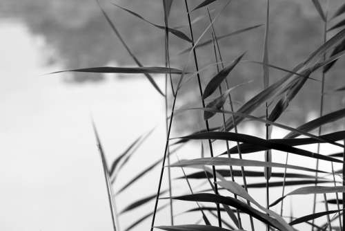 Straws Water Landscape Blade Of Grass Nature