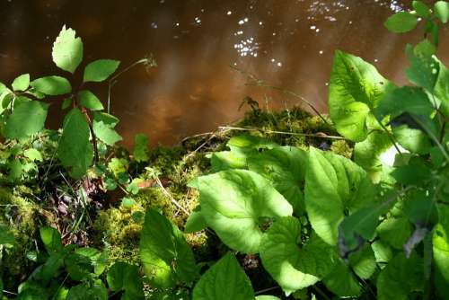 Stream Plants Water Green Flowing