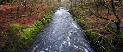 Stream Forest Water Flow Trees Cumbria Nature