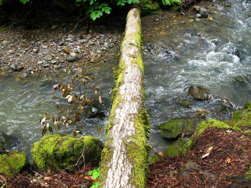 Stream Moss Log Bridge Forest Fallen Log Tree