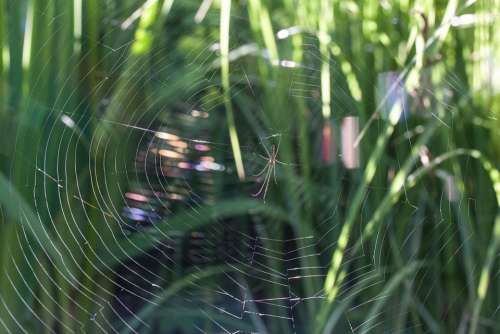 Strecker Spider Tetragnatha Extensa Spider Cobweb