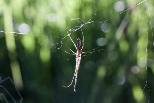 Strecker Spider Tetragnatha Extensa Web Spider