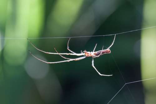 Strecker Spider Tetragnatha Extensa Spider