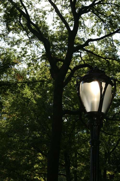 Street Lamp Lamp Tree Trees Nature Central Park