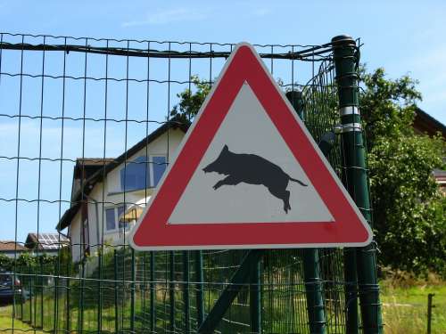 Street Sign Boar Attention Cross Risk Sow Wild