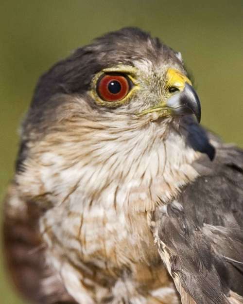 Striatus Accipiter Bird Hawk Shinnes Sharp Head