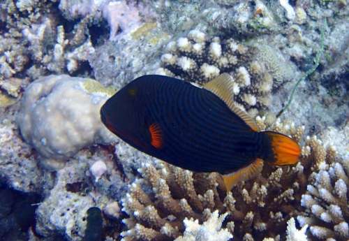 Striped Triggerfish Fish Ballista Maldives Fish Sea