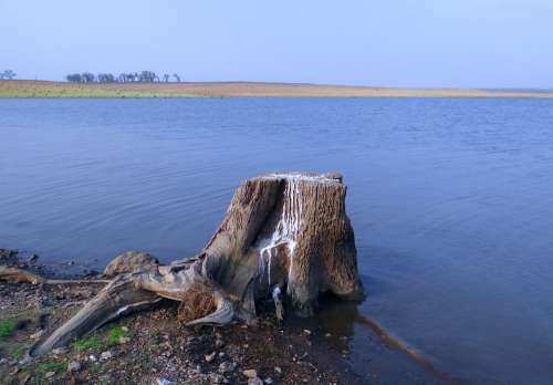 Stub Tree Stump Bird Perch Guano Bird Excrement