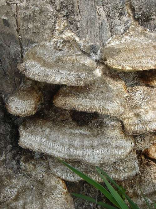 Stump Tree Fungus Defeated Polypore