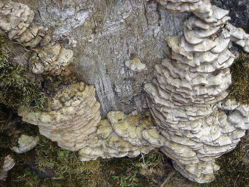 Stump Old Defeated Tree Fungus Cluster Polypore