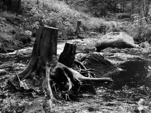 Stump Landscape River South Bohemia