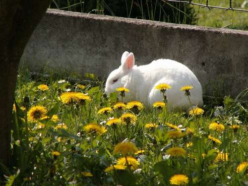 Stunted Rabbit On The Fence Animal Spring