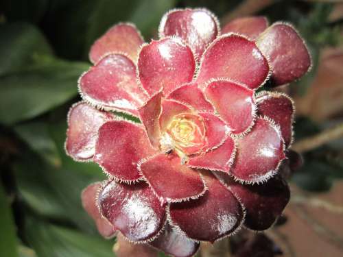 Succulent Maroon Dark Red Fibonacci In Nature Plant