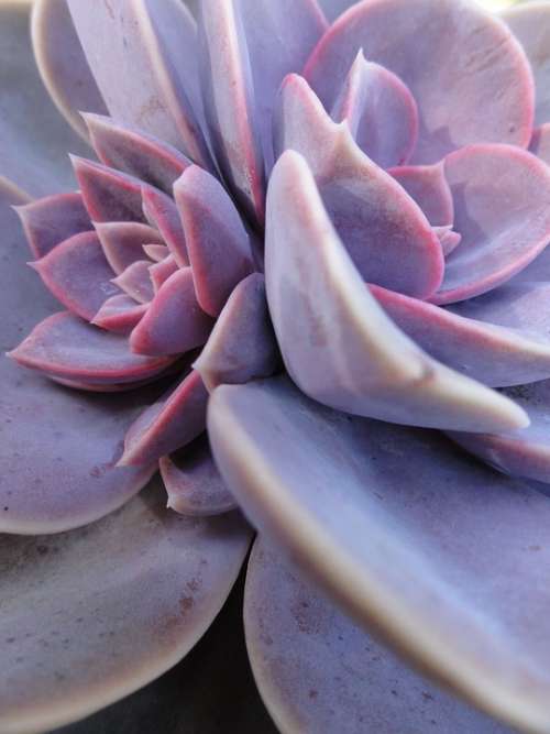 Succulent Garden Plant Nature Petal Leaves Violet