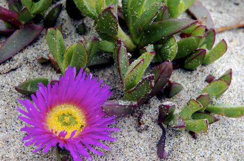 Succulent Plant Beach Sand Blossom Purple Lilac