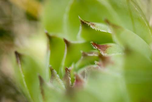 Succulent Plant Green Close-Up Macro Leaf Fresh