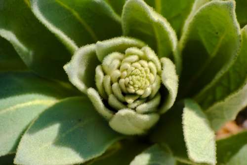 Succulent Fibonacci Plant Green