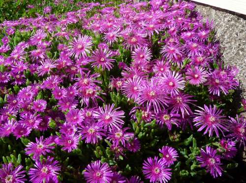 Succulent Ice Plant Purple Flower Flora Bloom