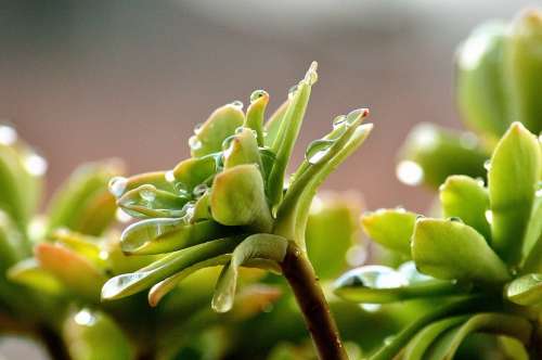 Succulent Plant Rain Water Plant Drops Rainy Day