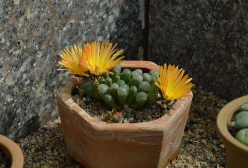 Succulents Flowers Yellow Pot Garden