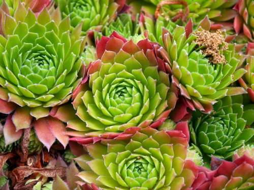 Succulents Floral Plants Natural Blossom Bloom