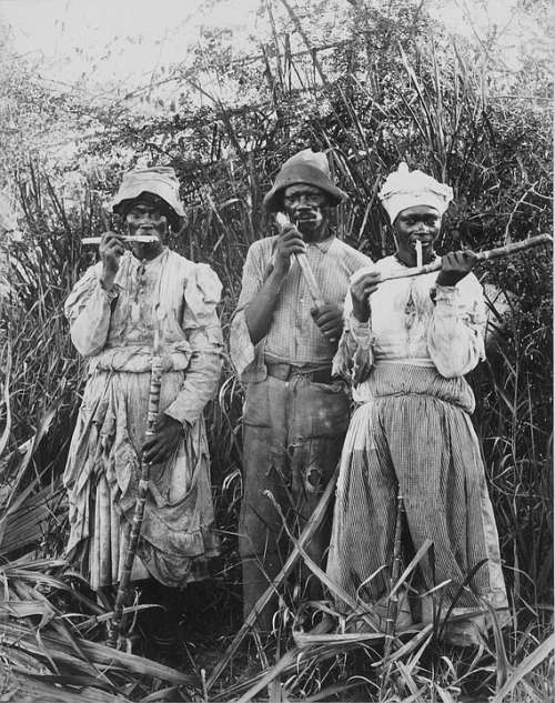 Sugar Cane Harvest Sugar Cane Jamaica 1880