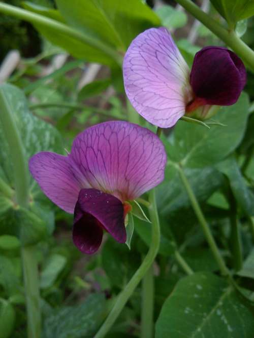Sugarpea Flower Mangetout Peas Purple