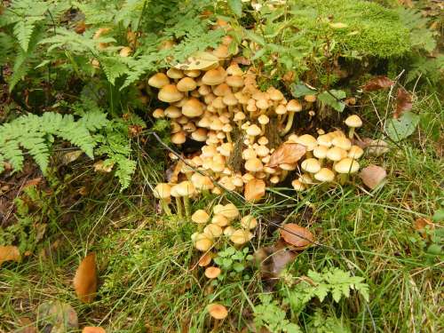 Sulphur Heads Mushrooms Forest Autumn Colorful