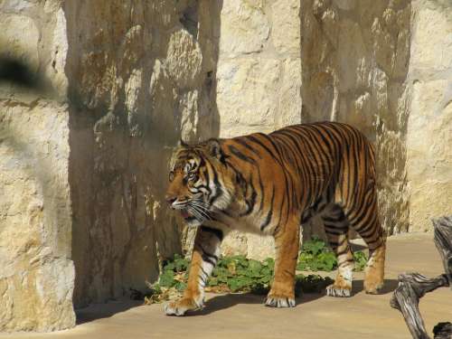 Sumatran Tiger Big Cat Tiger Stripes Cat Mammal