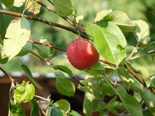 Summer Leaves Apple Tree Apples Nature
