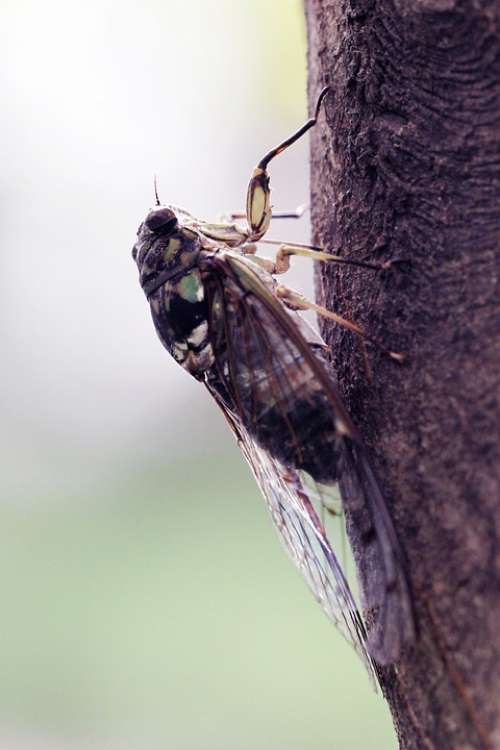 Summer Cicada Insects