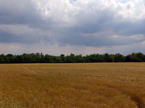 Summer Field Cereals Cornfield Clouds Landscape