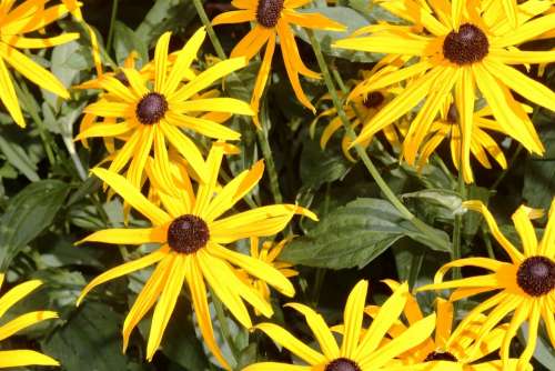 Summer Flowers Coneflower Shiny Close Up Yellow