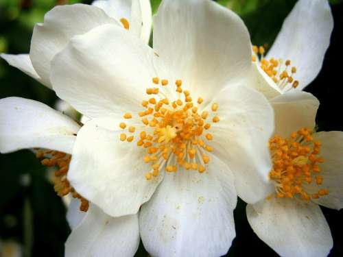 Summer Jasmine Bauer Jasmin Mock Orange Jasmin