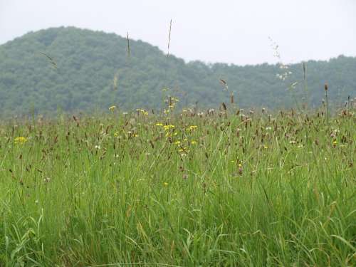 Summer Meadow Grasses Meadow Mountain