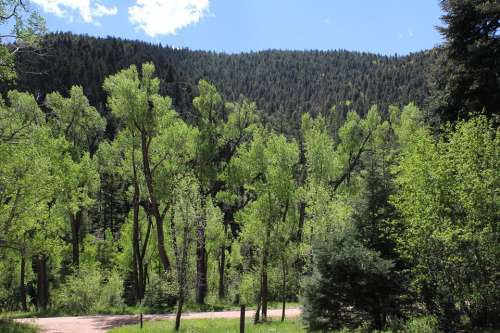 Summertime Green Nature Scenic Aspen Trees