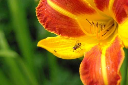 Sun Daylily Day Lily Plants Hemerocallidoideae