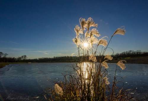 Sun Water Bank Reed Waters