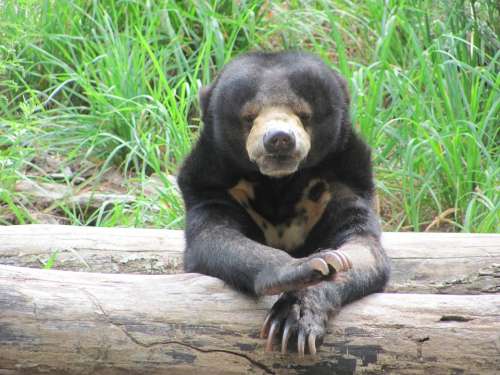 Sun Bear Animal Endangered Mammal Zoo