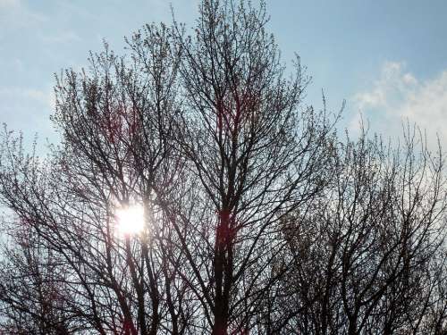 Sun Morning Sunrise Tree Branch Aesthetic Nature