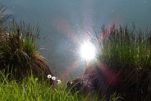 Sun Reflection Water Bank Grass