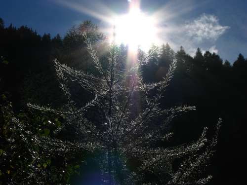 Sun Light Tree Meditate Meditation Rest Rays